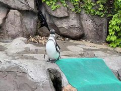 -上海野生动物园