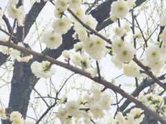 -香雪海