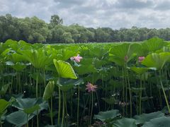 -长春市南湖公园