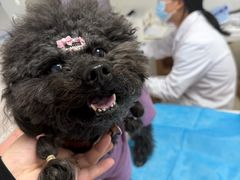 -达爱动物医院·犬猫分区·CT·复杂眼科(远洋山水分院)