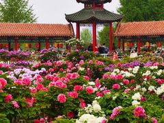 -曹州百花园