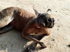 -济南野生动物世界