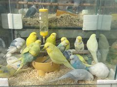 -青石桥花鸟鱼虫市场(叠翠城店)