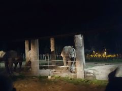 -清迈夜间动物园