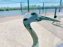 -盐城丹顶鹤湿地生态旅游区