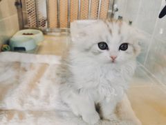 -1013 PET SHOP 宠物商店(近铁城市广场店)