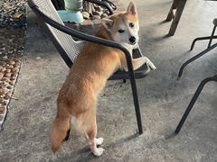 -柴犬高等学院·狗咖·柴犬售卖·宠物训练