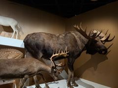 -陕西自然博物馆