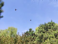 -玲珑塔公园