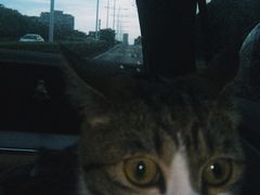-瑞鹏宠物医院·夜间急症·心超·猫科(祖庙分店)