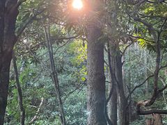-石台牯牛降景区