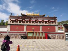 -塔尔寺-菩提树