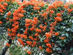 -福建鲤鱼洲酒店