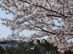 -高东镇樱花园