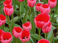 -石家庄市植物园