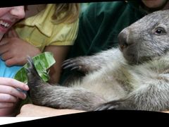 -费瑟代尔野生动物园