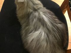 -more than meow吴止猫主题餐厅(承德 中船汇店)