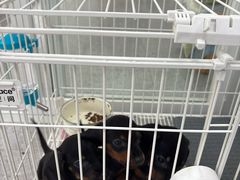 -双季花艺园艺市场(浦东店)