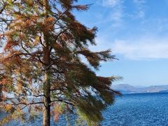 -洱海月湿地公园