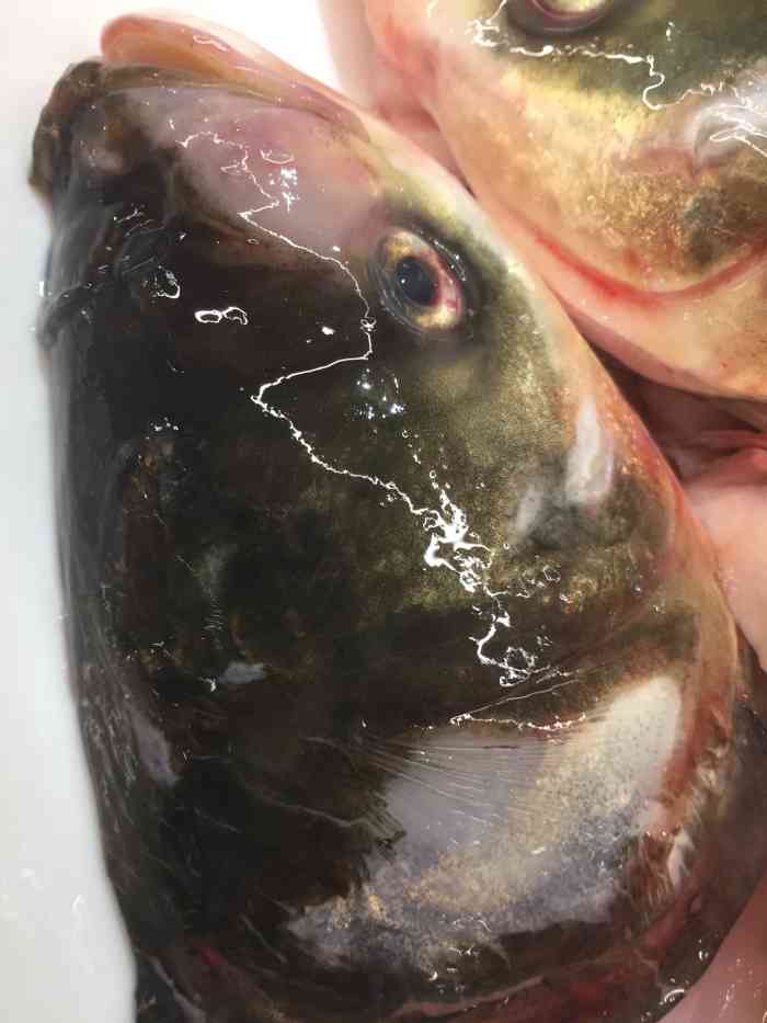 谭鱼头谭滋鱼(双楠店)-"老火锅的味道一直怀恋,也很少能有地方吃到.