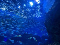 -海合安成都极地海洋公园