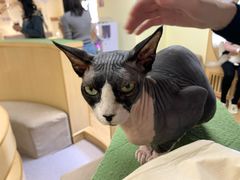 -猫和宫(六道口店)
