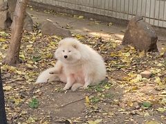 -石家庄市动物园