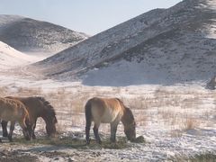 -新疆天山野生动物园