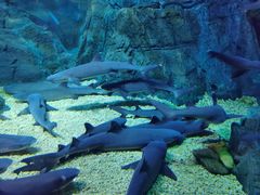 -烟台海昌鲸鲨海洋公园