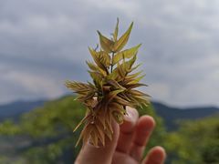 -舒家湾天主教堂