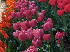 -洛阳郁金香牡丹园