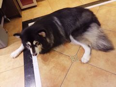 -more than meow吴止猫主题餐厅(承德 中船汇店)