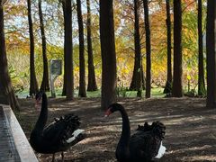 -昆山城市生态森林公园