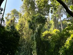 -西双版纳原始森林公园