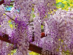 -嘉定紫藤园