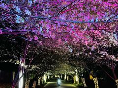 -高东镇樱花园