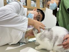 -艾贝尔宠物医院·24H转诊中心·肿瘤猫专科(江宁双龙店)