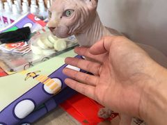 -飞行喵MR PILOT|猫舍·猫咖(静安大融城店)