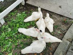 -得丘礼享谷·玉兰苑