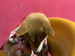 -猫色咖啡·猫咖