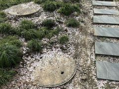 -高东镇樱花园