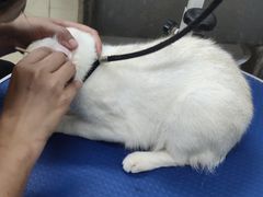 -瑞派动物医院·猫专科·至诚(江南中分院)