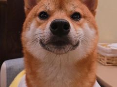 -逗柴咖啡屋·狗咖猫咖宠物桌游