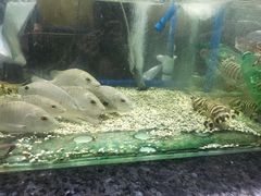 -Isla Sugbu Seafood City