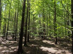 -黄海国家森林公园