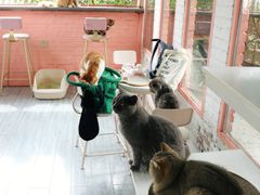 -喵屿·大理花园猫咖