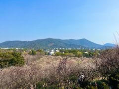 -香雪海
