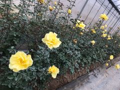 -海上花岛玫瑰园采摘