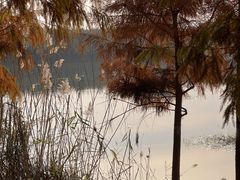 -合肥滨湖国家森林公园