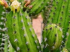 -东莞植物园